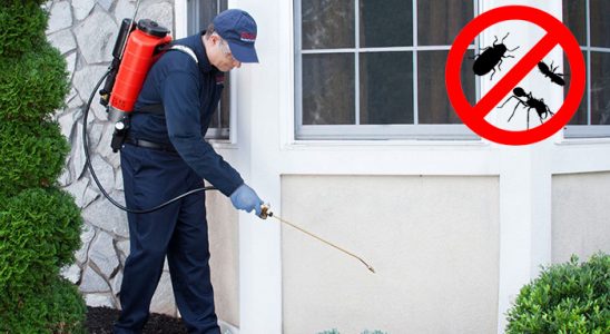 Güneysu Fare İlaçlama böcek ilaçlama ve haşere kontrolü — ilaclama-tr.com